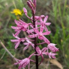 Dipodium punctatum (Blotched Hyacinth Orchid) at Kambah, ACT - 3 Jan 2024 by Rebeccajgee