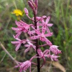 Dipodium punctatum (Blotched Hyacinth Orchid) at Bullen Range - 3 Jan 2024 by Rebeccajgee