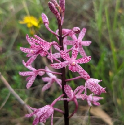 Dipodium punctatum (Blotched Hyacinth Orchid) at Kambah, ACT - 3 Jan 2024 by Rebeccajgee