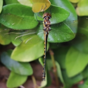 Hemicordulia tau at Cook, ACT - 21 Dec 2023