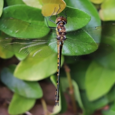 Hemicordulia tau (Tau Emerald) at Cook, ACT - 21 Dec 2023 by Tammy