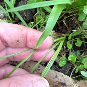 Hypoxis hygrometrica at Kangaroo Valley, NSW - 4 Jan 2024