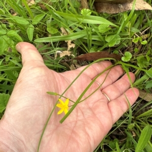 Hypoxis hygrometrica at Kangaroo Valley, NSW - 4 Jan 2024