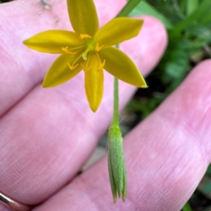 Hypoxis hygrometrica at Kangaroo Valley, NSW - 4 Jan 2024