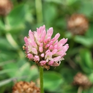 Trifolium pratense at Gundagai, NSW - 4 Jan 2024