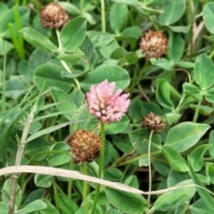 Trifolium pratense at Gundagai, NSW - 4 Jan 2024