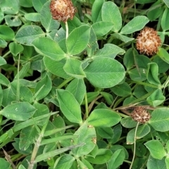 Trifolium pratense at Gundagai, NSW - 4 Jan 2024