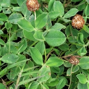 Trifolium pratense at Gundagai, NSW - 4 Jan 2024