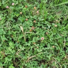 Trifolium pratense at Gundagai, NSW - 4 Jan 2024