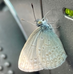 Zizina otis (Common Grass-Blue) at Jerrabomberra, NSW - 4 Jan 2024 by SteveBorkowskis