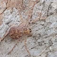 Isopeda or Isopedella sp. (genus) (Huntsman) at Beechworth, VIC - 3 Jan 2024 by trevorpreston