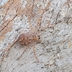 Isopeda or Isopedella sp. (genus) at Beechworth, VIC - 3 Jan 2024 07:35 PM