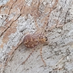 Isopeda or Isopedella sp. (genus) at Beechworth, VIC - 3 Jan 2024