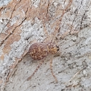 Isopeda or Isopedella sp. (genus) at Beechworth, VIC - 3 Jan 2024