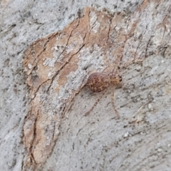 Isopeda or Isopedella sp. (genus) at Beechworth, VIC - 3 Jan 2024 07:35 PM