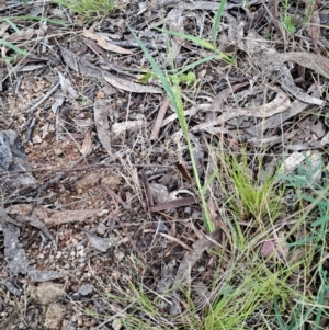 Panicum effusum at Fadden, ACT - 3 Jan 2024