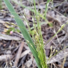 Panicum effusum at Fadden, ACT - 3 Jan 2024