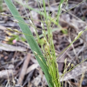 Panicum effusum at Fadden, ACT - 3 Jan 2024