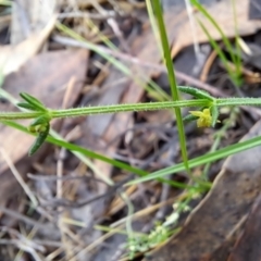 Galium gaudichaudii subsp. gaudichaudii at Fadden, ACT - 3 Jan 2024 08:58 AM