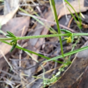 Galium gaudichaudii subsp. gaudichaudii at Fadden, ACT - 3 Jan 2024 08:58 AM