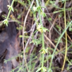 Galium gaudichaudii subsp. gaudichaudii at Fadden, ACT - 3 Jan 2024 08:58 AM