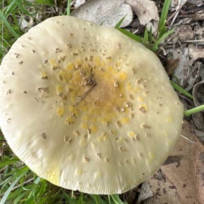 Amanita flavella at Kangaroo Valley, NSW - 4 Jan 2024 by lbradleyKV