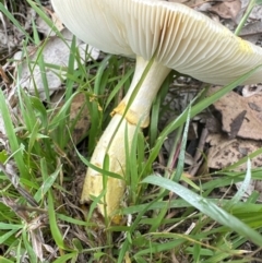 Amanita flavella at Kangaroo Valley, NSW - suppressed