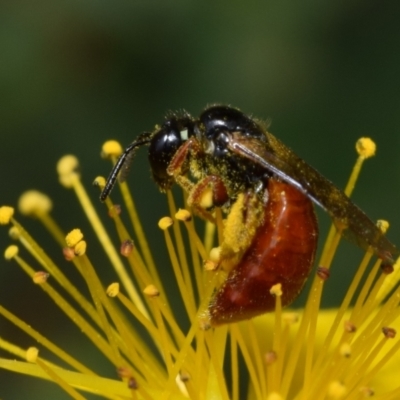 Exoneura sp. (genus) (A reed bee) at Jerrabomberra, NSW - 2 Jan 2024 by DianneClarke