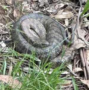 Notechis scutatus at Kangaroo Valley, NSW - suppressed