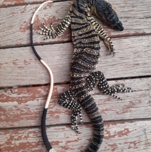 Varanus varius at Ganmain, NSW - suppressed