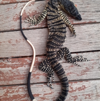 Varanus varius (Lace Monitor) at Ganmain, NSW - 3 Jan 2024 by JBrickhill