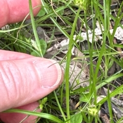 Carex inversa (Knob Sedge) at Kangaroo Valley, NSW - 4 Jan 2024 by lbradley