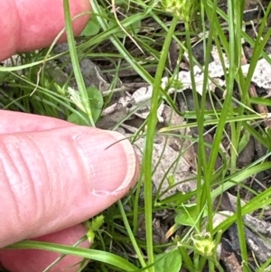 Carex inversa at Kangaroo Valley, NSW - 4 Jan 2024