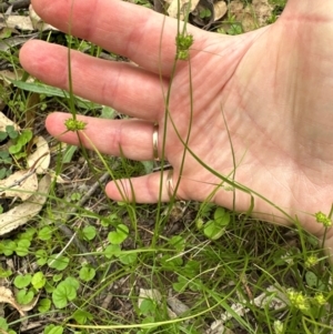 Carex inversa at Kangaroo Valley, NSW - 4 Jan 2024