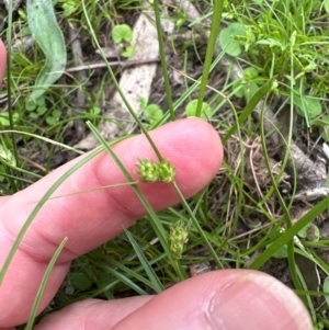 Carex inversa at Kangaroo Valley, NSW - suppressed