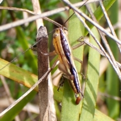 Conocephalomima barameda (False Meadow Katydid, Barameda) at Cook, ACT - 2 Jan 2024 by CathB