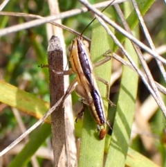 Conocephalomima barameda at Mount Painter - 2 Jan 2024