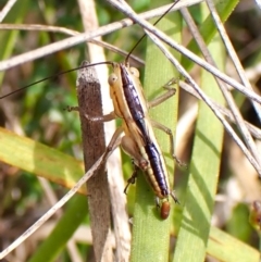 Conocephalomima barameda at Mount Painter - 2 Jan 2024