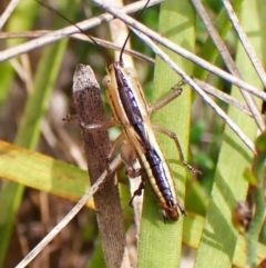 Conocephalomima barameda at Mount Painter - 2 Jan 2024