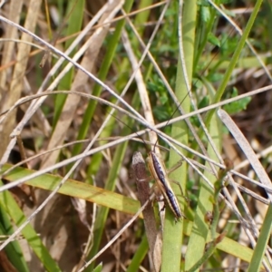 Conocephalomima barameda at Mount Painter - 2 Jan 2024