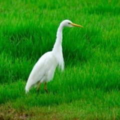 Ardea plumifera (Plumed Egret) at Fyshwick, ACT - 4 Jan 2024 by Thurstan