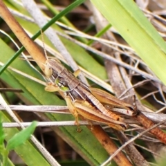 Praxibulus sp. (genus) (A grasshopper) at Mount Painter - 2 Jan 2024 by CathB