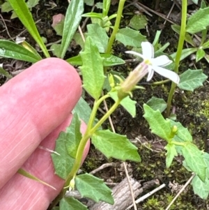 Lobelia purpurascens at Kangaroo Valley, NSW - suppressed