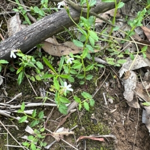 Lobelia purpurascens at Kangaroo Valley, NSW - 4 Jan 2024