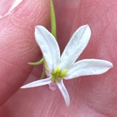Lobelia purpurascens at Kangaroo Valley, NSW - suppressed