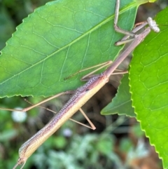 Unidentified Praying mantis (Mantodea) at Kambah, ACT - 27 Dec 2023 by Kiwi