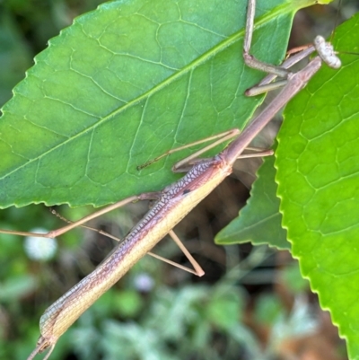 Unidentified Praying mantis (Mantodea) at Kambah, ACT - 27 Dec 2023 by Kiwi