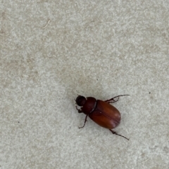 Melolonthinae sp. (subfamily) (Cockchafer) at Kambah, ACT - 27 Dec 2023 by Kiwi