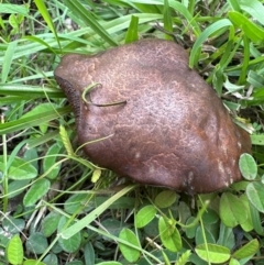 Boletus barragensis at Kangaroo Valley, NSW - 4 Jan 2024 by lbradleyKV