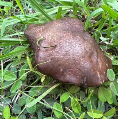 Unidentified Bolete - Fleshy texture, stem central (more-or-less) at Kangaroo Valley, NSW - 4 Jan 2024 by lbradley